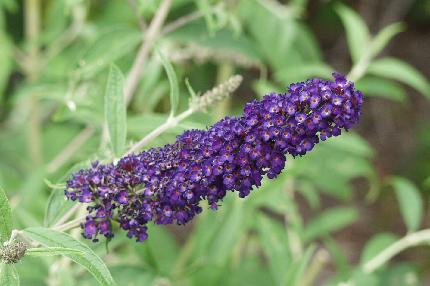 Butterfly Bush